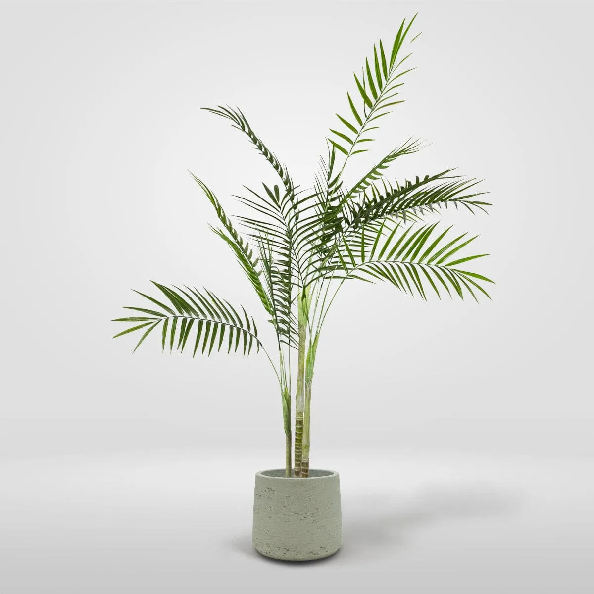 Palmera Areca XL