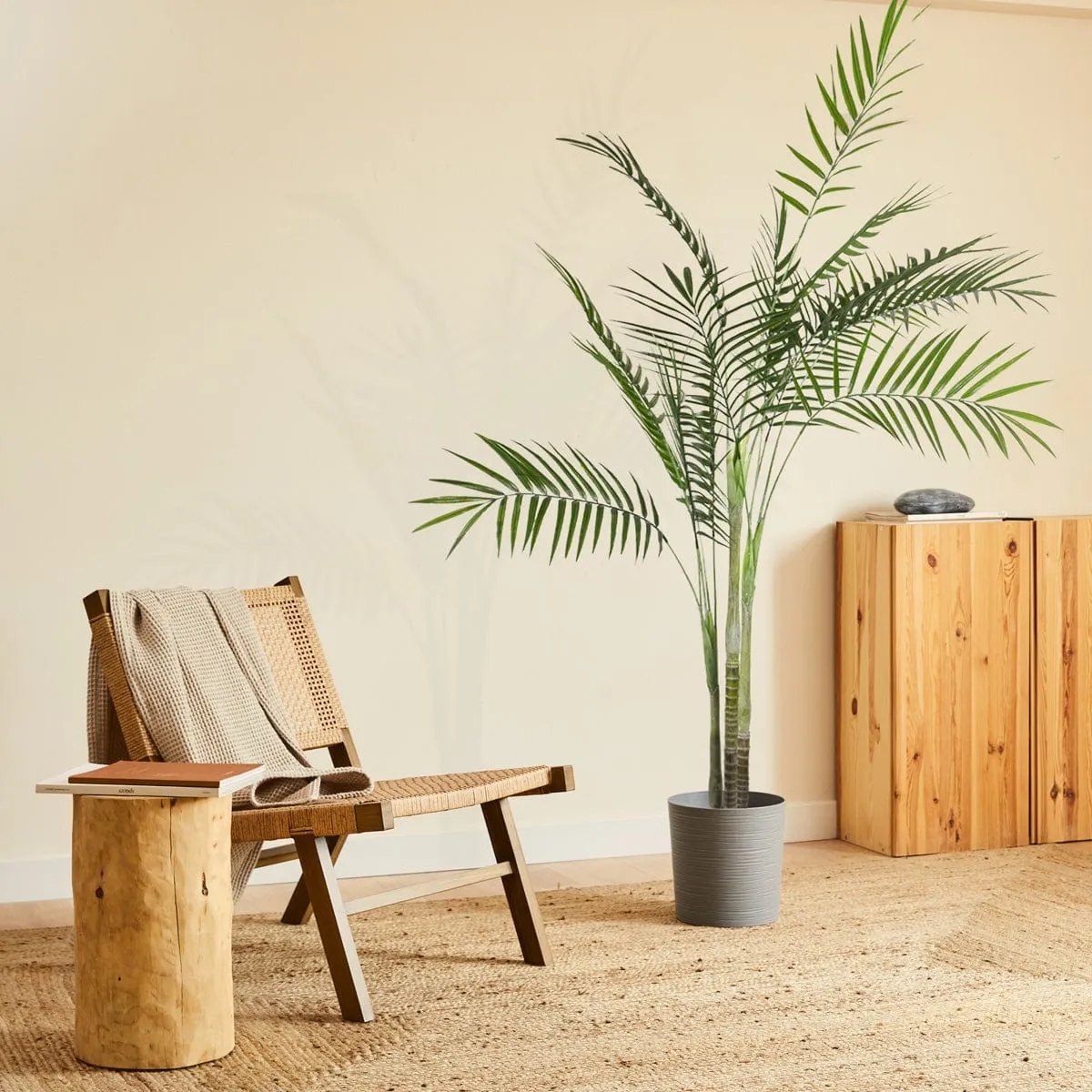 Palmera Areca XL